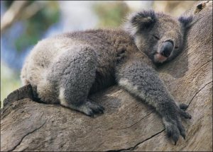 koala-lazing-about